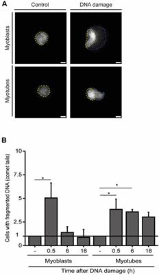 Adaptive changes in the DNA damage response during skeletal muscle cell differentiation